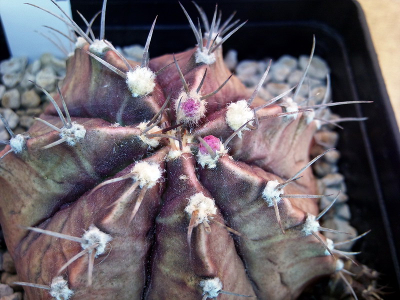 Gymnocalycium mihanovichii v. friedrichii 