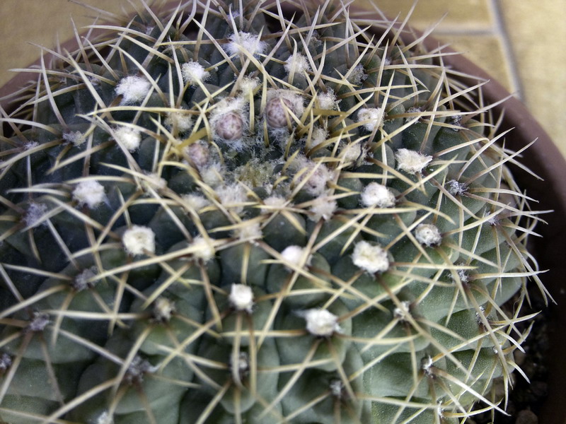 Gymnocalycium quehlianum 