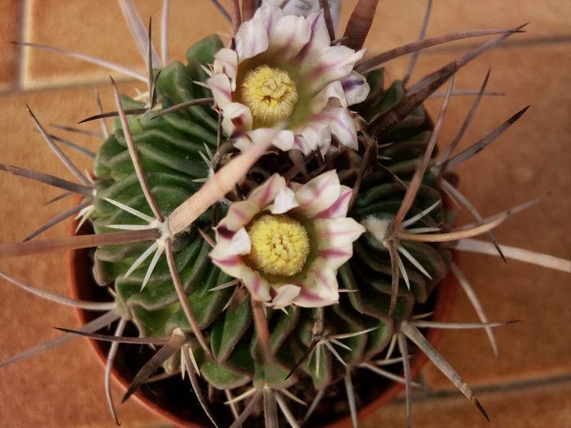 Stenocactus crispatus 