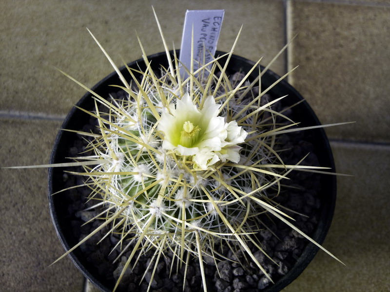 Stenocactus vaupelianus v. albatus 