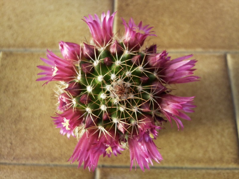 Mammillaria backebergiana 