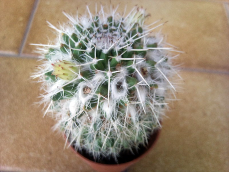 Mammillaria karwinskiana 