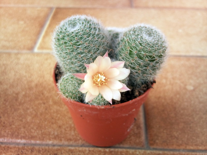 Rebutia cv. sunrise 