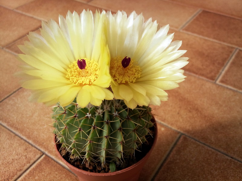 Parodia buiningii 