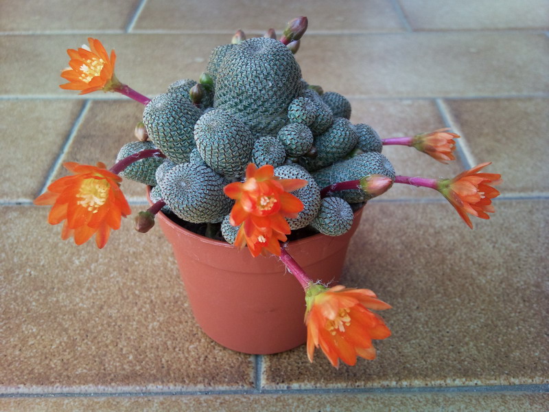 Rebutia heliosa 