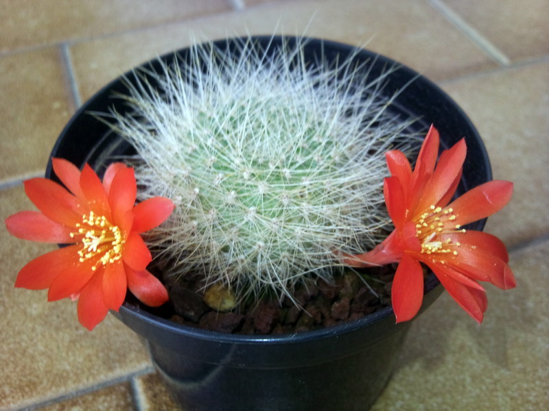 Rebutia albipilosa 