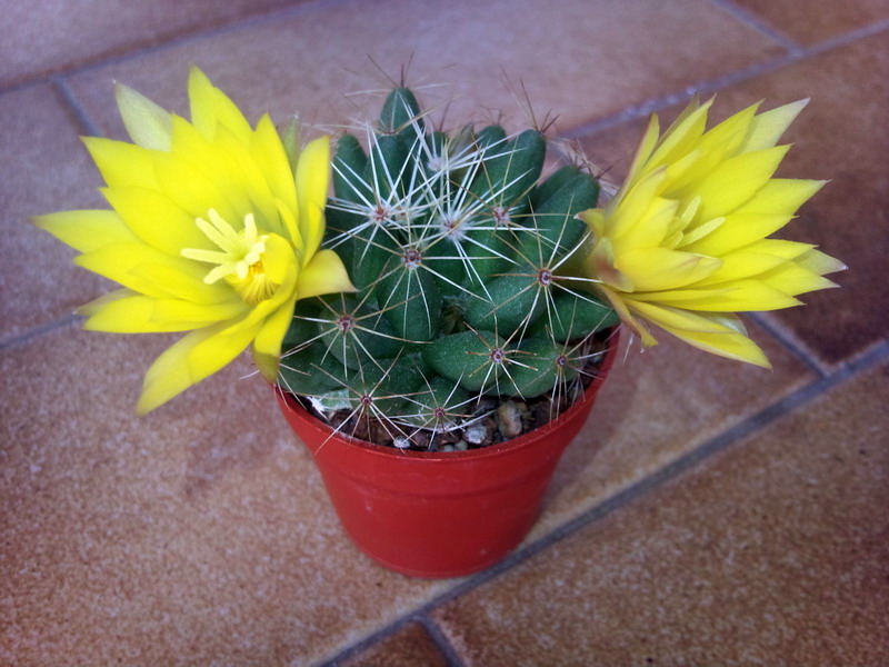 Mammillaria longimamma 