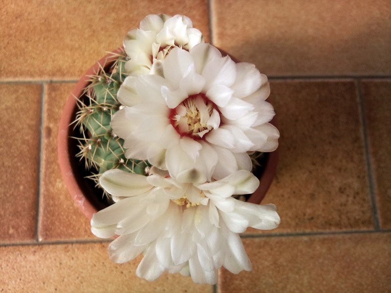 Gymnocalycium quehlianum 