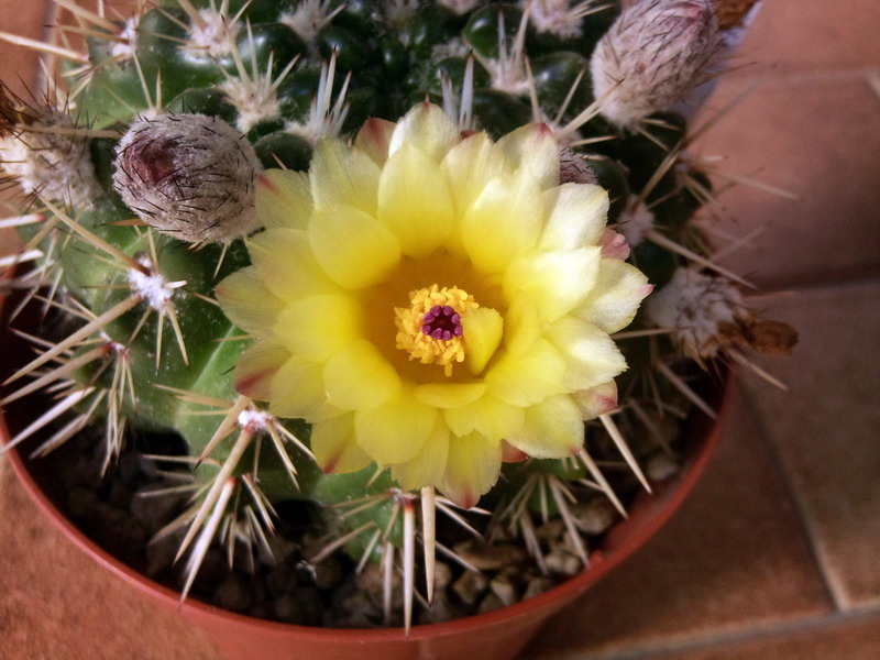 Parodia submammulosa 