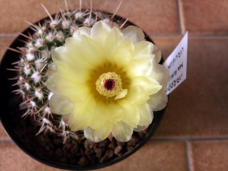 Parodia mammulosa 