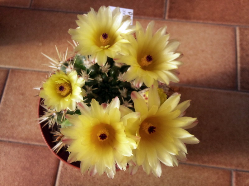 Parodia submammulosa 