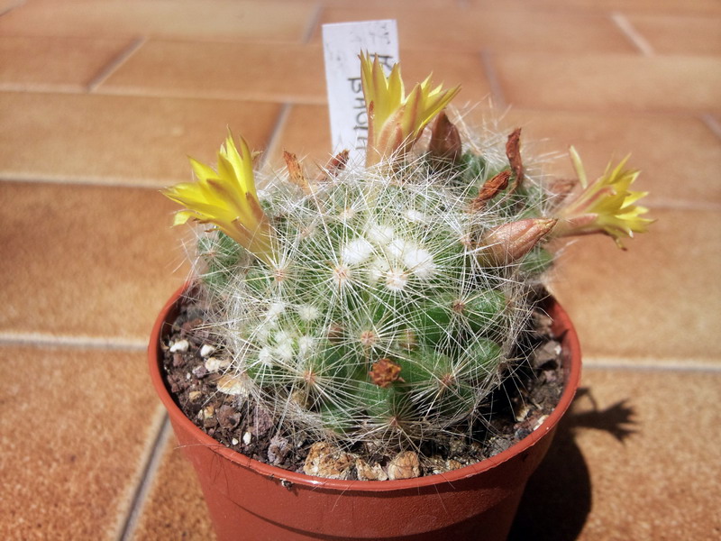 Mammillaria baumii 