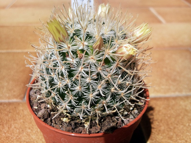 Mammillaria duwei 