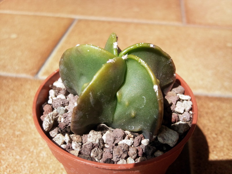 Astrophytum myriostigma cv. fukuryu nudum 