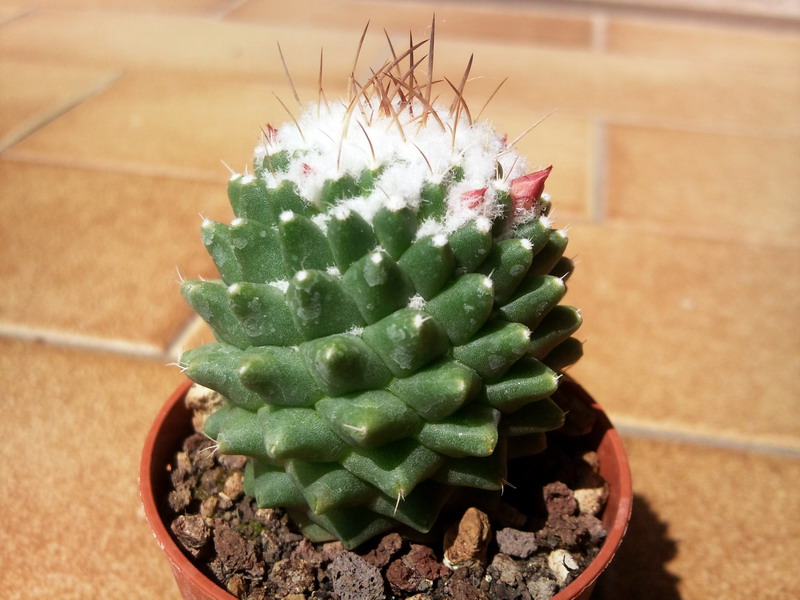 Mammillaria vagaspina 