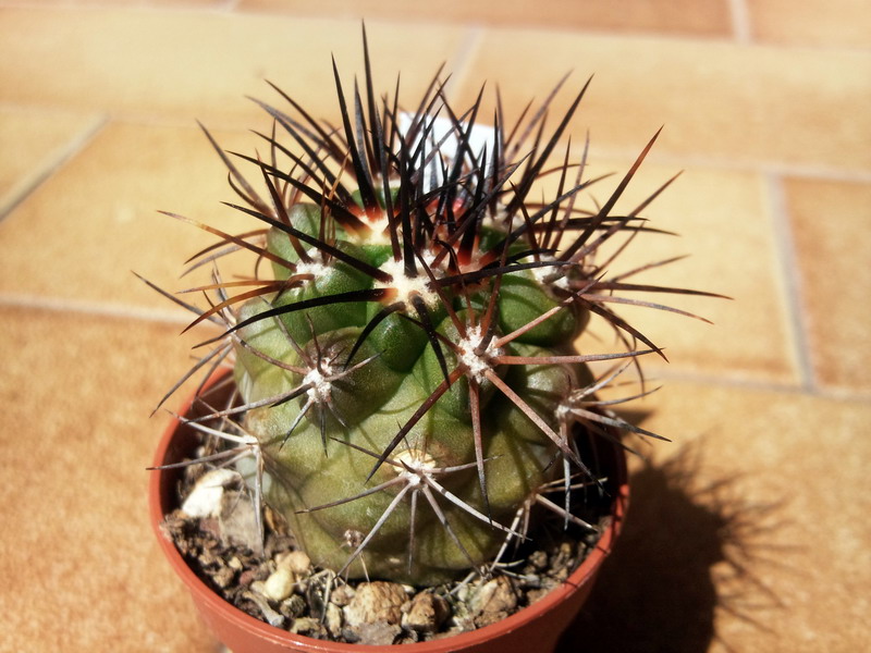 Copiapoa imbricata KK102