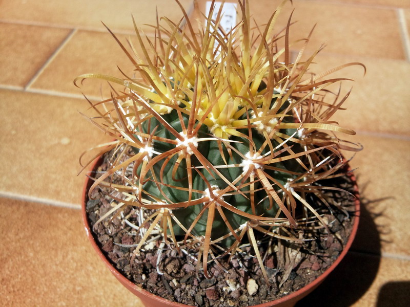 Ferocactus chrysacanthus 