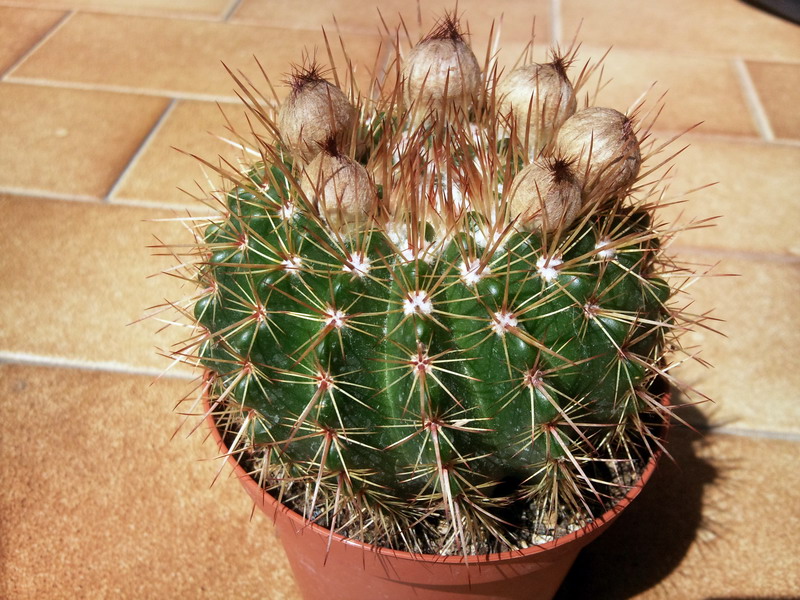 Parodia roseolutea 