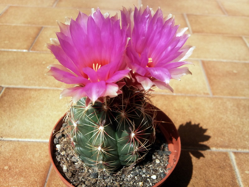 Thelocactus bicolor 