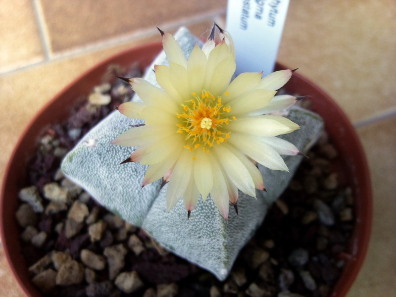 Astrophytum myriostigma v. quadricostatum 