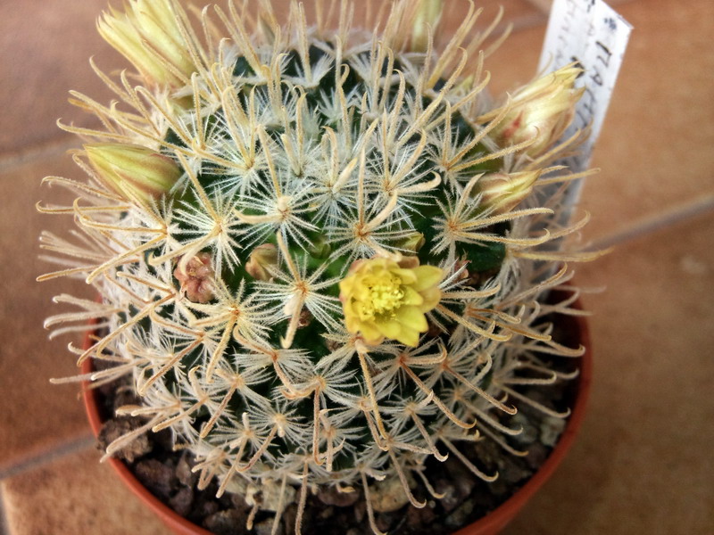 Mammillaria duwei 