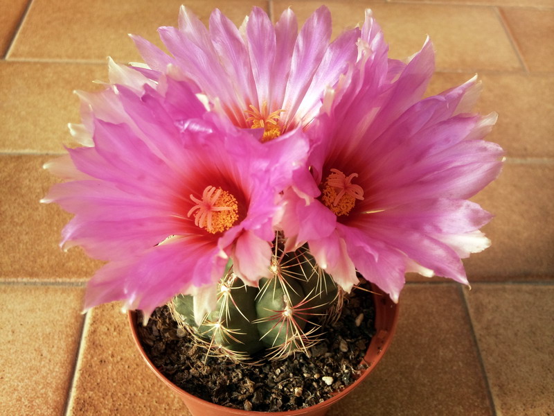 Thelocactus bicolor 