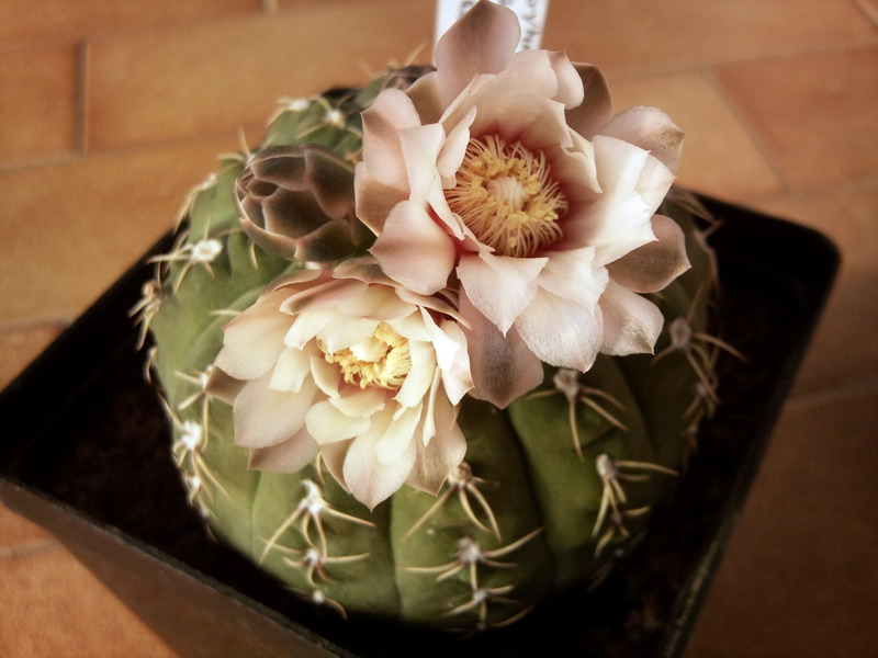 Gymnocalycium quehlianum 