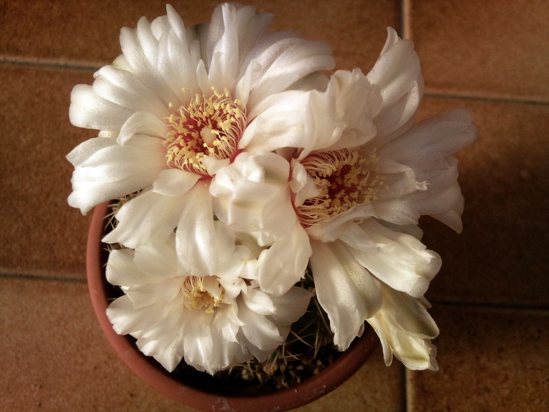 Gymnocalycium quehlianum 