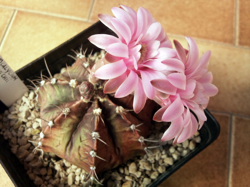 Gymnocalycium mihanovichii v. friedrichii 