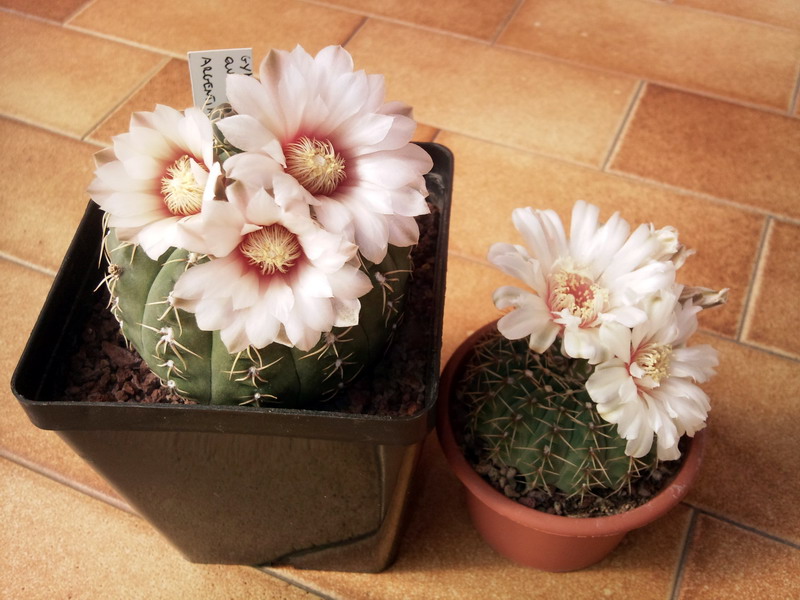 Gymnocalycium quehlianum 