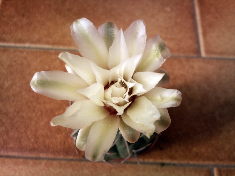 Gymnocalycium vatteri 