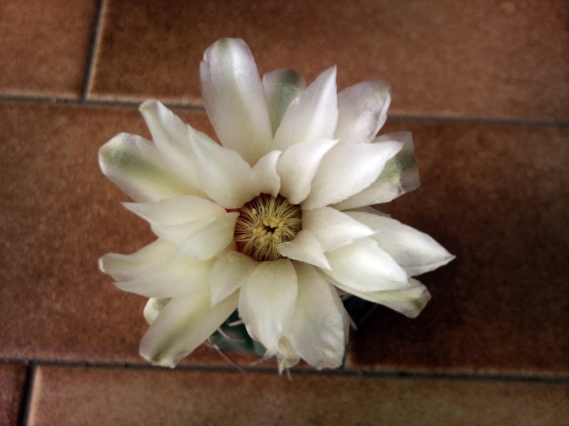 Gymnocalycium vatteri 