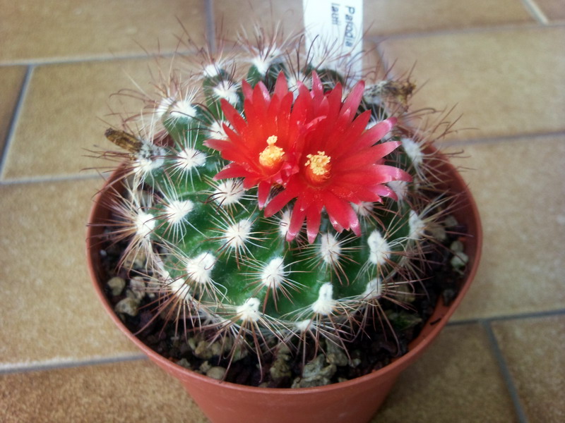 Parodia laui 