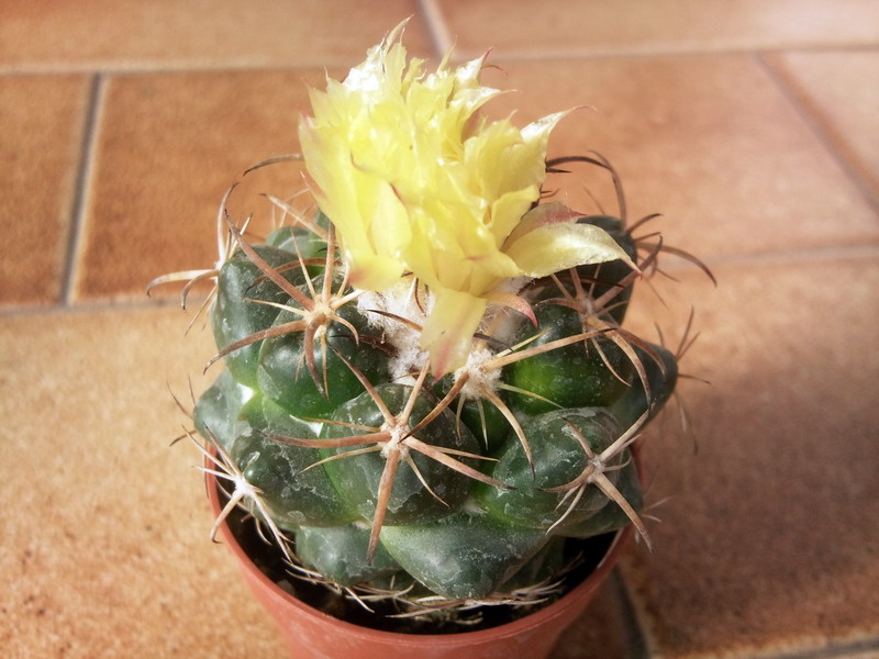 Coryphantha elephantidens 