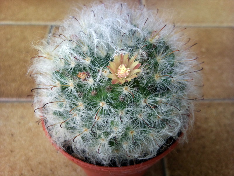 Mammillaria bocasana 