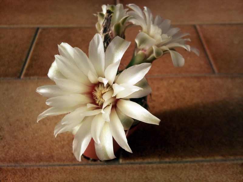 Gymnocalycium vatteri 