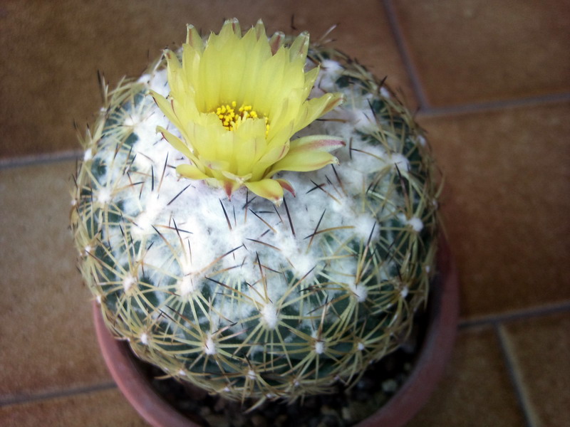 Coryphantha pseudonickelsae 