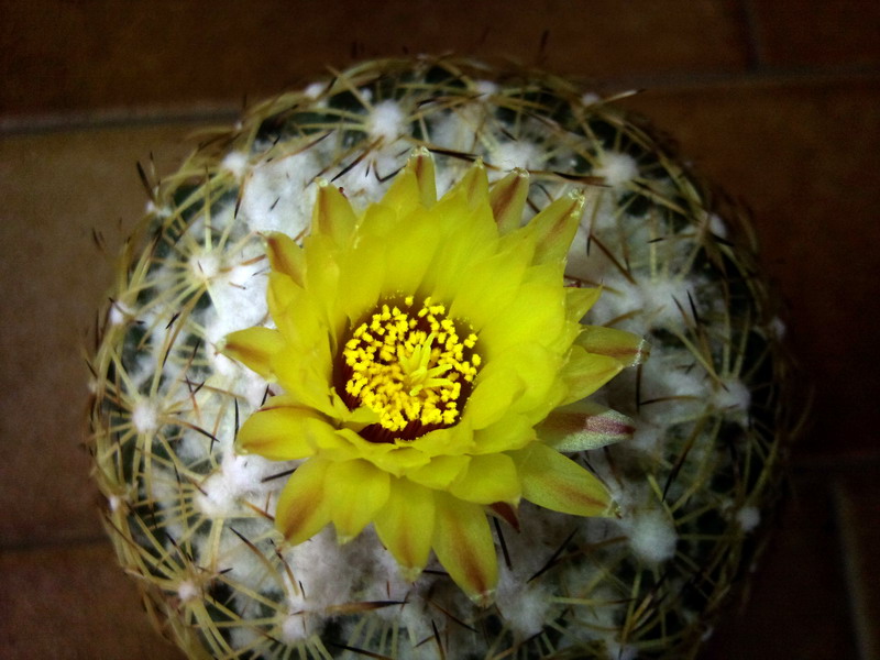 Coryphantha pseudonickelsae 