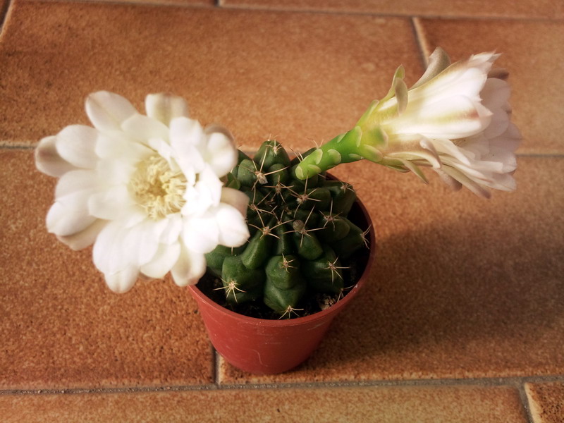 Gymnocalycium damsii 