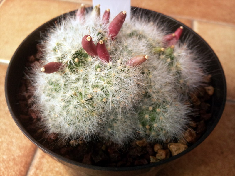 Mammillaria glassii 