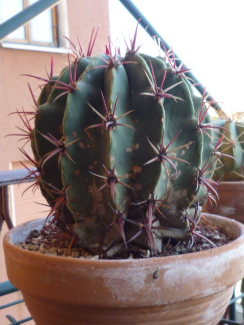 Ferocactus  