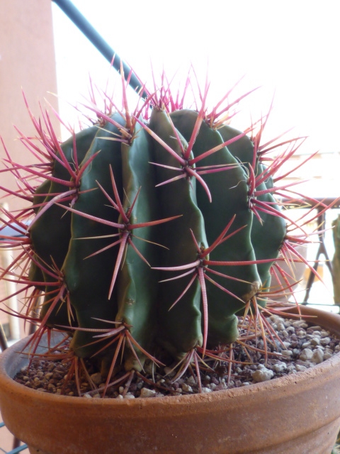 Ferocactus  