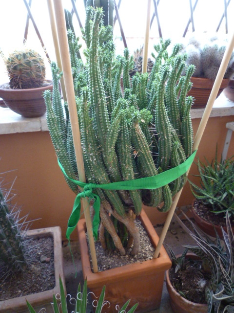 Euphorbia  