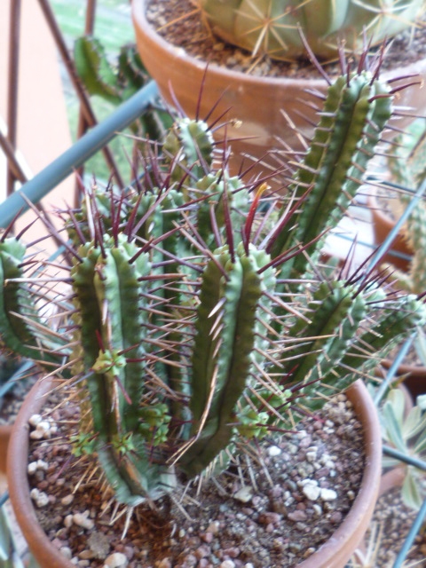 Euphorbia  