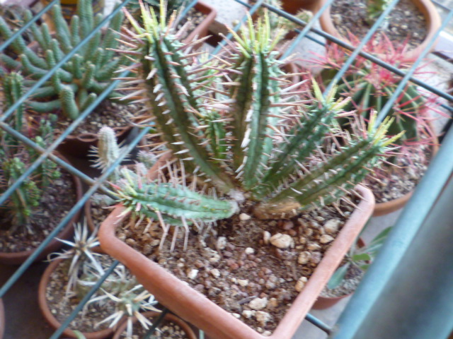 Euphorbia  