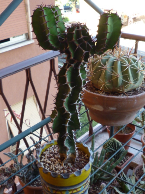 Euphorbia  