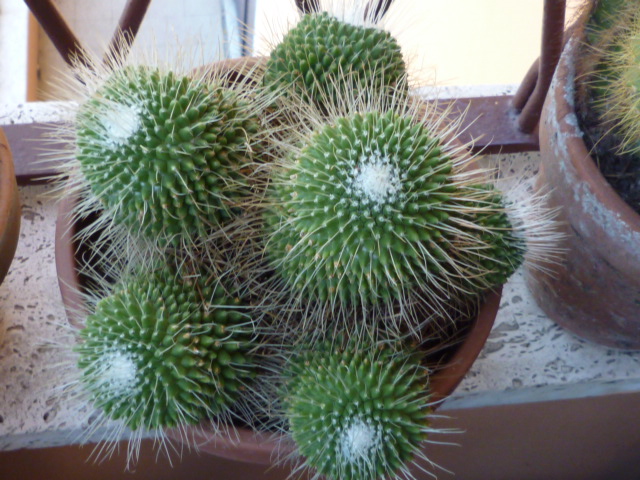 Mammillaria  