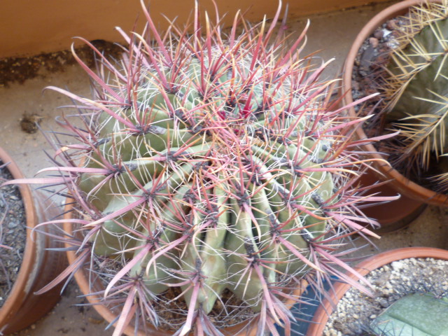 Ferocactus  