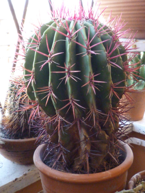Ferocactus  