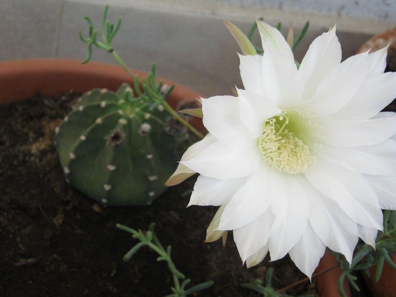 Echinopsis subdenudata 